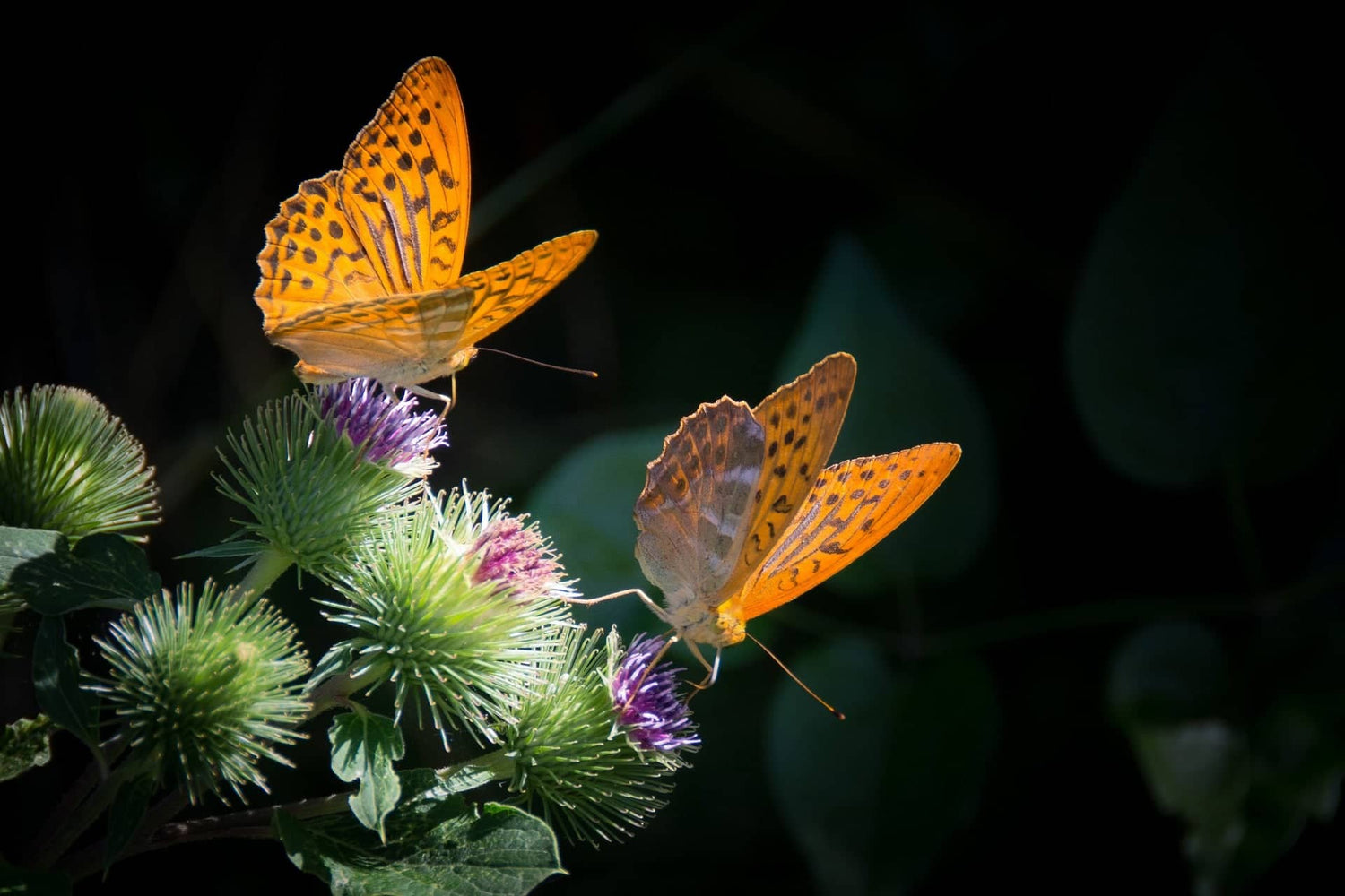 Schmetterlinge auf einer Diestel