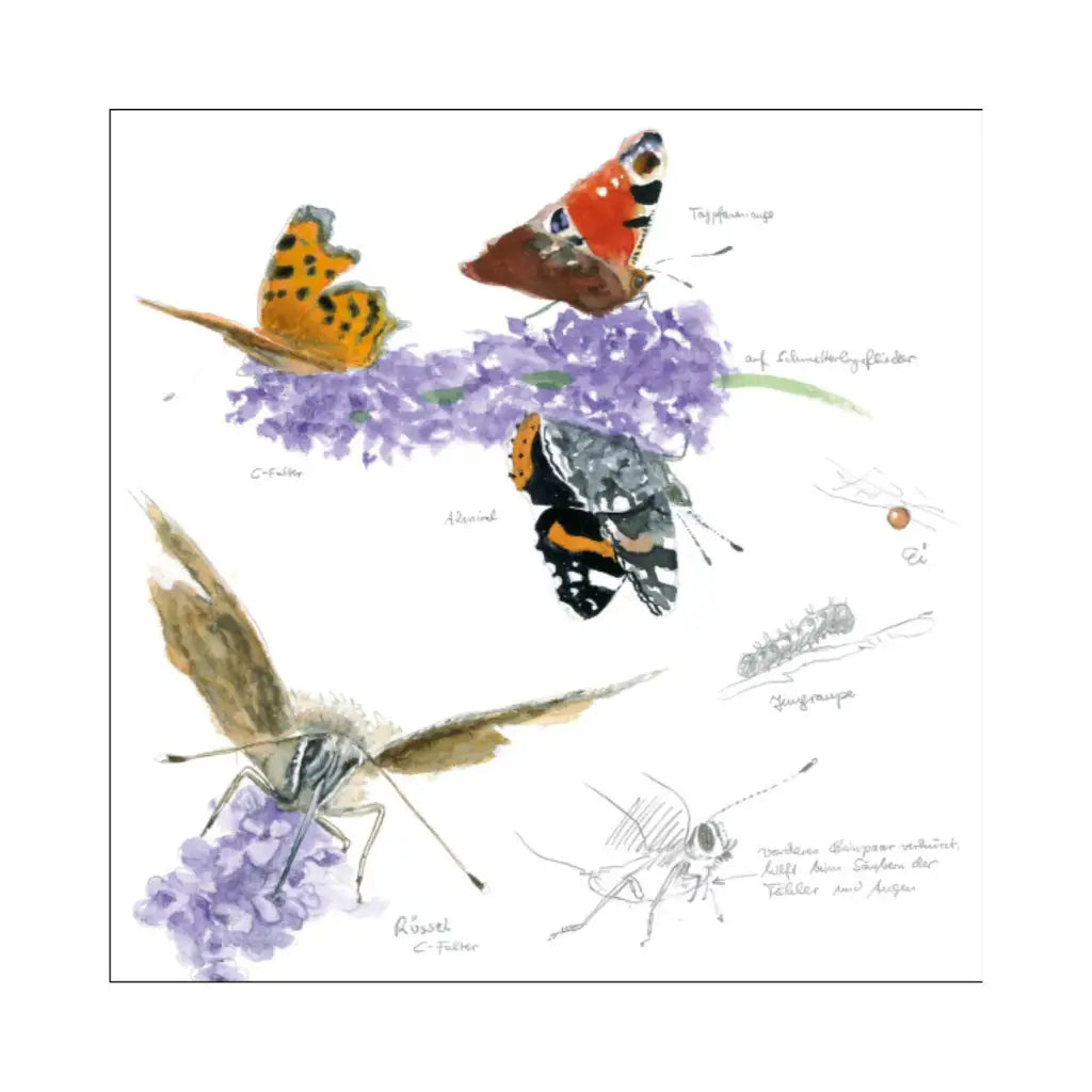 Bezaubernde Schmetterlinge | Schmetterlinge zeichnen