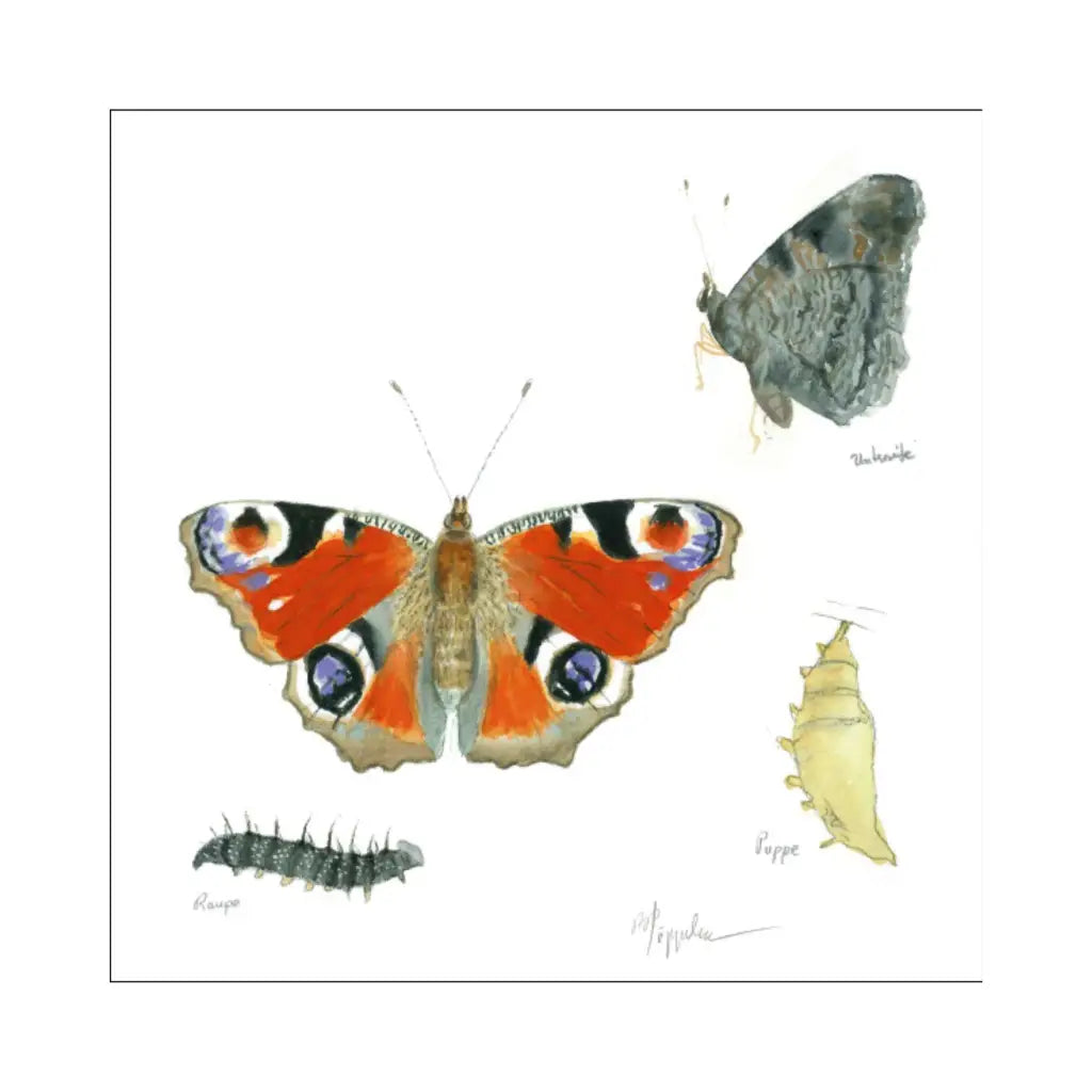 Bezaubernde Schmetterlinge | Schmetterlinge zeichnen