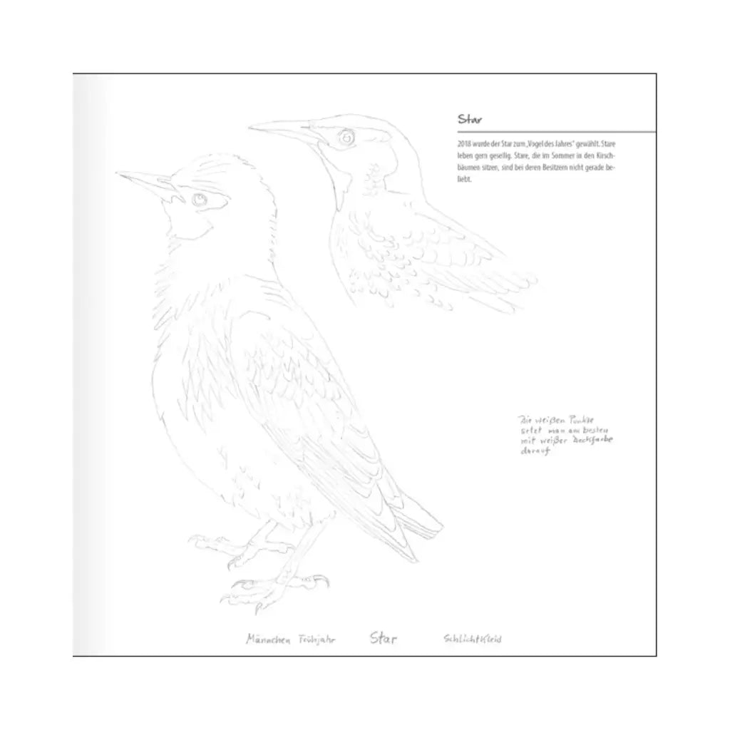 Singvögel die man kennen sollte - Band 1 | Vögel zeichnen